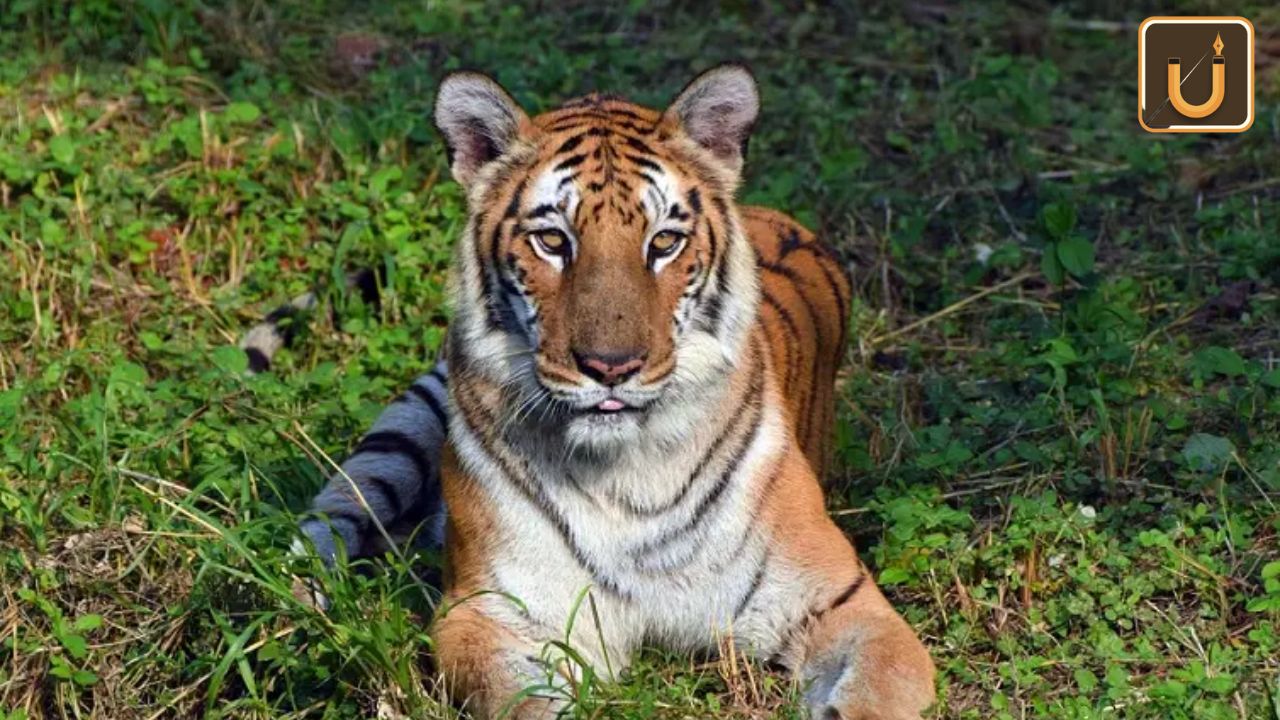 Usthadian Academy / India Sees 112 Deaths In 2022 Due To Tiger Attacks | 21 dec 2023 Usthadian Academy / India Sees 112 Deaths In 2022 Due To Tiger Attacks
